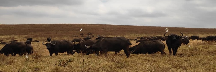 Serengeti National Park to Ngorongoro Conservation Area
