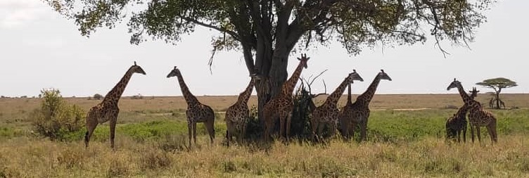 Arusha to Tarangire National Park and return to Arusha