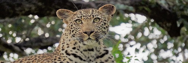 Serengeti Safari and Overnight at Ngorongoro Conservation Area