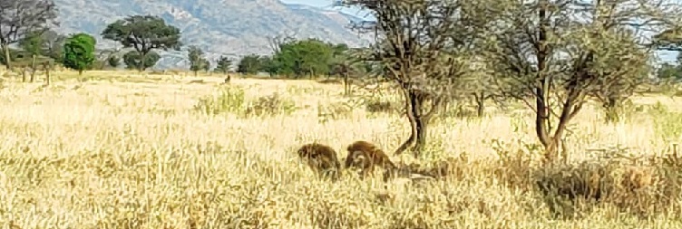 Arusha to Tarangire National Park