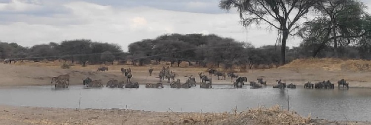 Arusha to Tarangire National Park