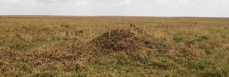 Arusha to Tarangire National Park