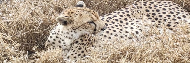 Arusha – Tarangire National Park – Mto wa Mbu / Karatu