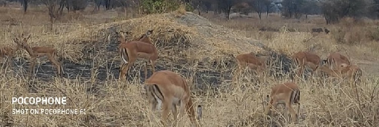 Tarangire National Park to Ngorongoro Conservation Area
