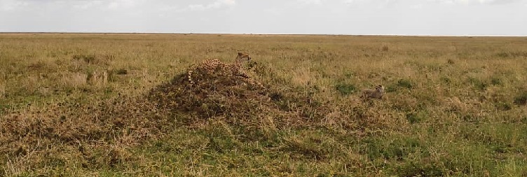 Arusha to Tarangire National Park