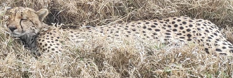 Arusha to Tarangire National Park