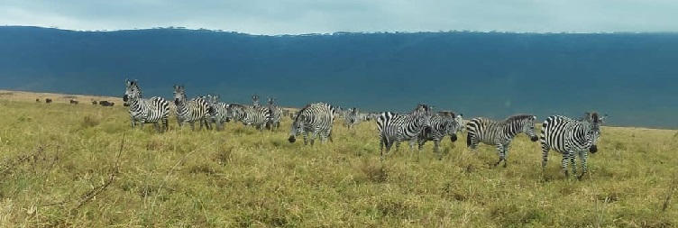 Ngorongoro Crater and Back to Arusha