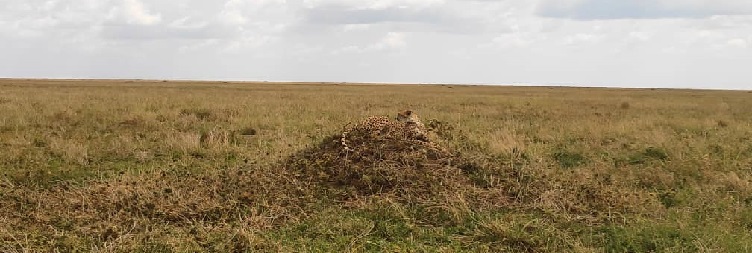 Arusha to Tarangire National Park