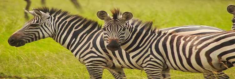 Serengeti National Park to Ngorongoro Conservation Area