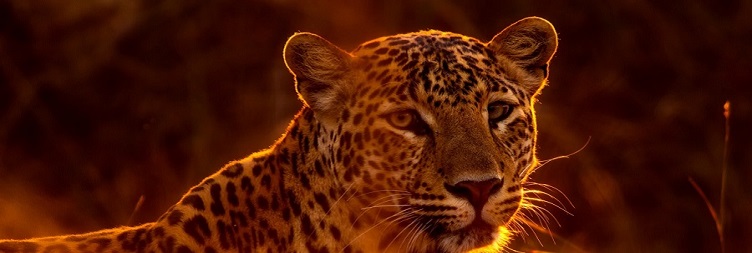 Serengeti National Park to Ngorongoro Conservation Area