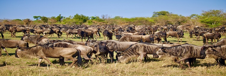 Full Day Game Drive Safari at Ndutu Area
