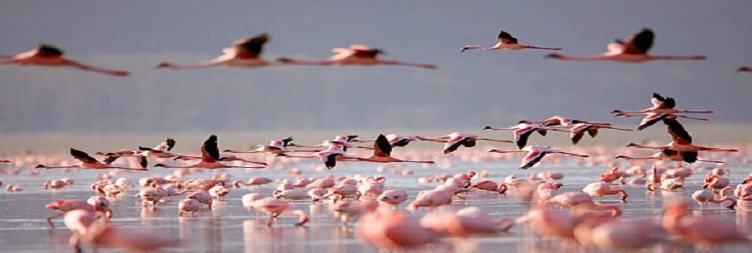 Lake Manyara National Park back to Arusha