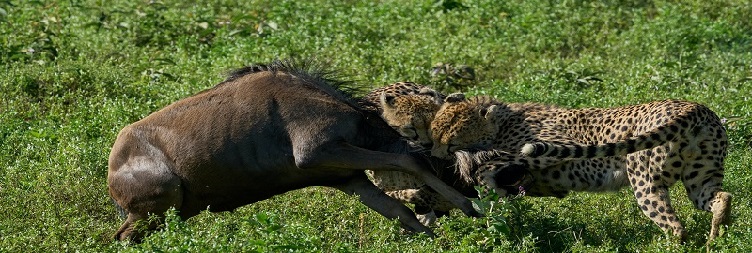 North (Kogatende) to Central Serengeti National Park
