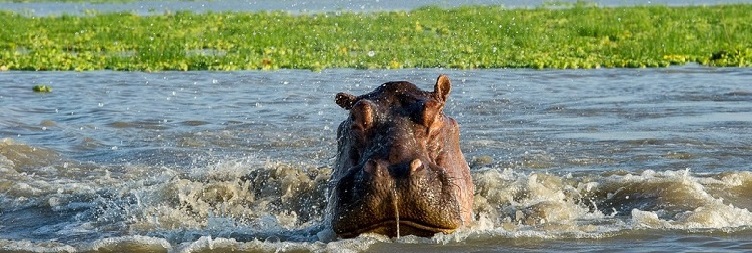 Arusha to Ngorongoro Crater and Return to Arusha