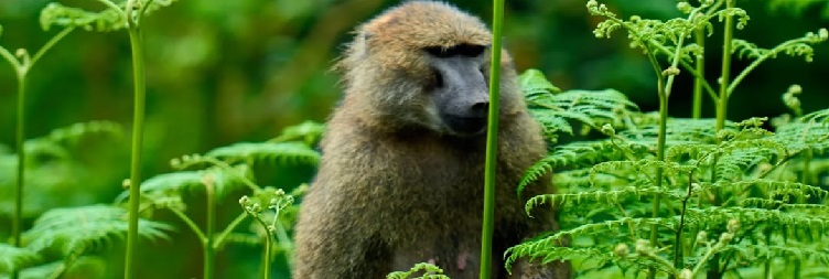 Moshi to Arusha National Park
