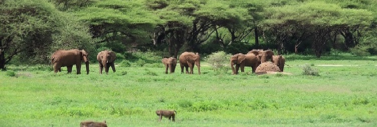 Arusha to Arusha National Park