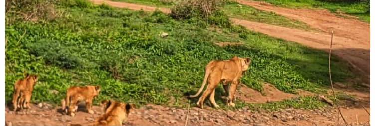 Mwanza to Serengeti National Park