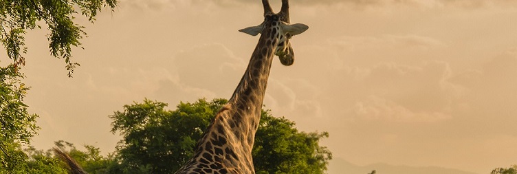 Serengeti National Park to Ngorongoro Crater, back to Serengeti