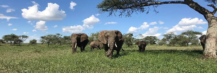 Mwanza to Serengeti National Park and then back to Mwanza