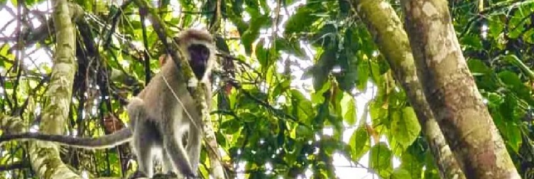 아루샤에서 아루샤 국립공원 산기슭 숲까지