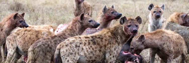 Mwanza to Serengeti National Park