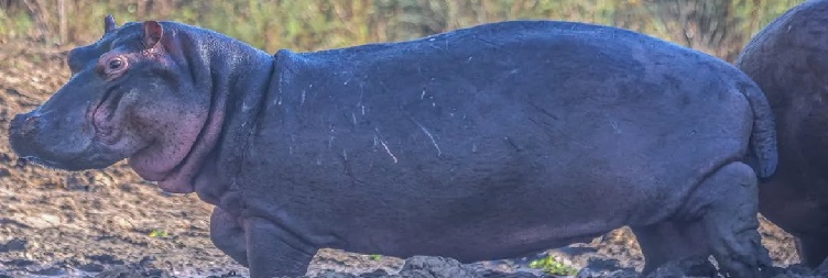 Lake Manyara National Park and Back to Arusha