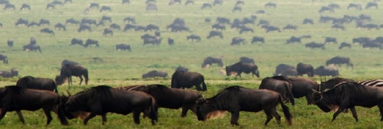 Central to South Serengeti National Park (Ndutu Area)