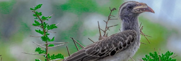 Lake Manyara National Park to Arusha