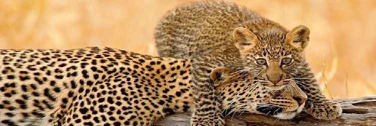  Arusha to Tarangire National Park
