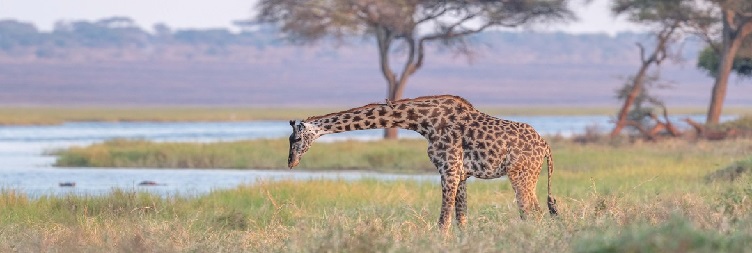 Serengeti National Park to Ngorongoro Conservation Area 