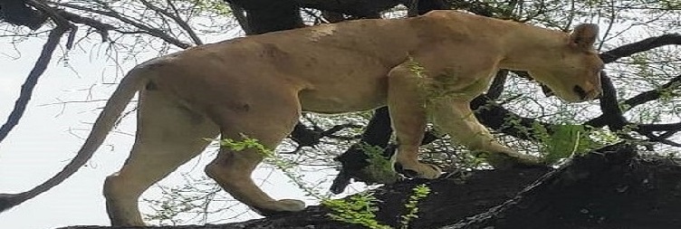 Lake Manyara National Park to Arusha