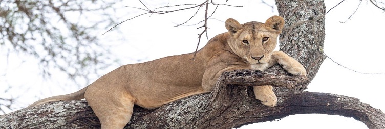 Lake Manyara National Park and overnight at Lake Manyara (Mto Wa Mbu)