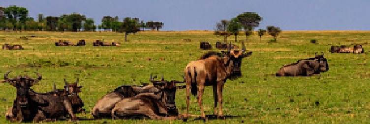 Full Day Game Drive Safari in South Serengeti National Park (Ndutu Area)