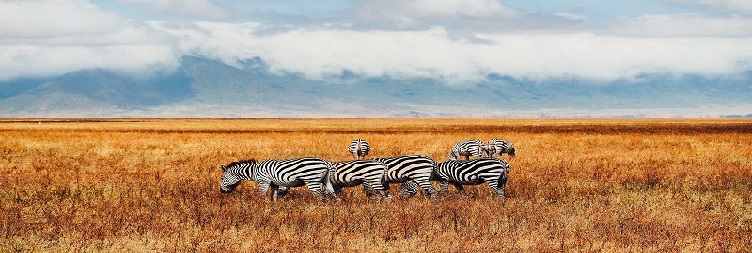 Mwanza to Serengeti National Park, back to Mwanza