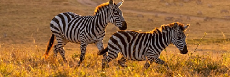Mwanza to Serengeti National Park