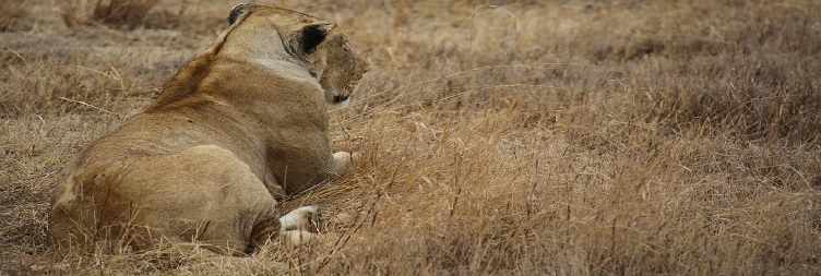 Serengeti National Park – Mwanza