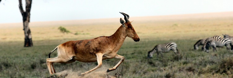 Lake Manyara (Mto wa Mbu) to Serengeti National Park