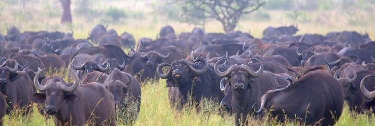 Serengeti National Park to Ngorongoro Conservation Area