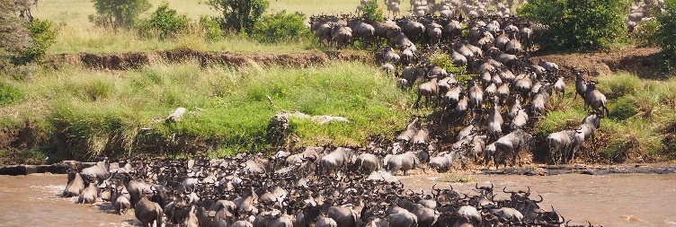 Full Day Game Drive Safari in Serengeti National Park (North)