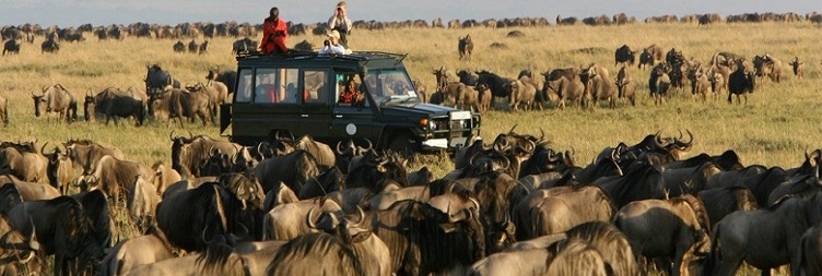 Serengeti National Park Full Day Game Drive Safari