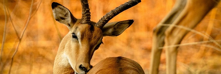 Arusha - Tarangire National Park