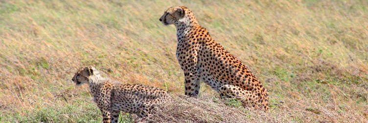 Full Day Game Drive Safari in Serengeti National Park