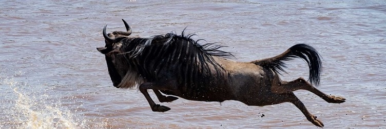 North Serengeti National Park to Ngorongoro Crater