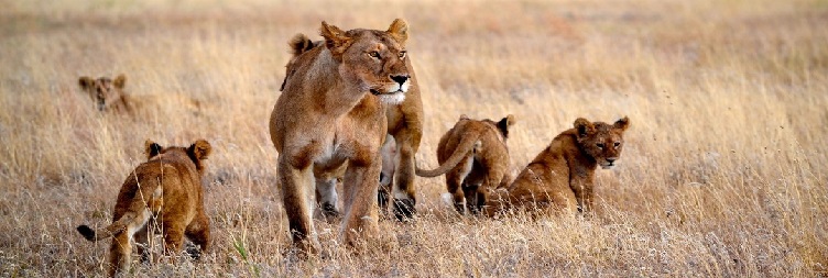 Arusha to Tarangire National Park