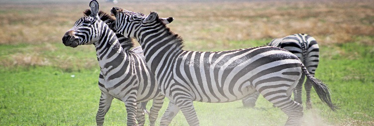 Mwanza to Serengeti National Park