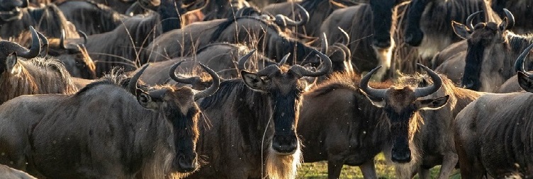 South (Ndutu) to Central Serengeti National Park