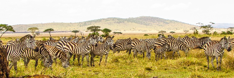 Serengeti National Park – Ngorongoro Conservation Area  