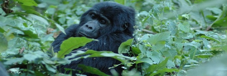 Meserani Snake Park Tour in Arusha