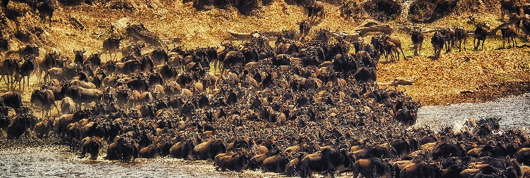 Serengeti National Park to Ngorongoro Conservation Area
