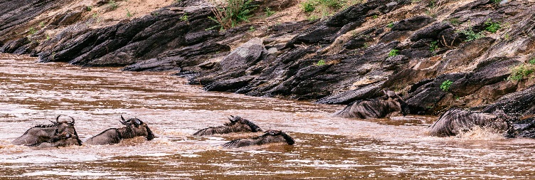 North Serengeti (Kogatende) River crossing